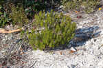 Beach rosemary